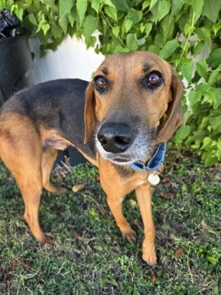 Enlarge Beans, a Adoptable mixed breed in Savannah, GA image 2/3