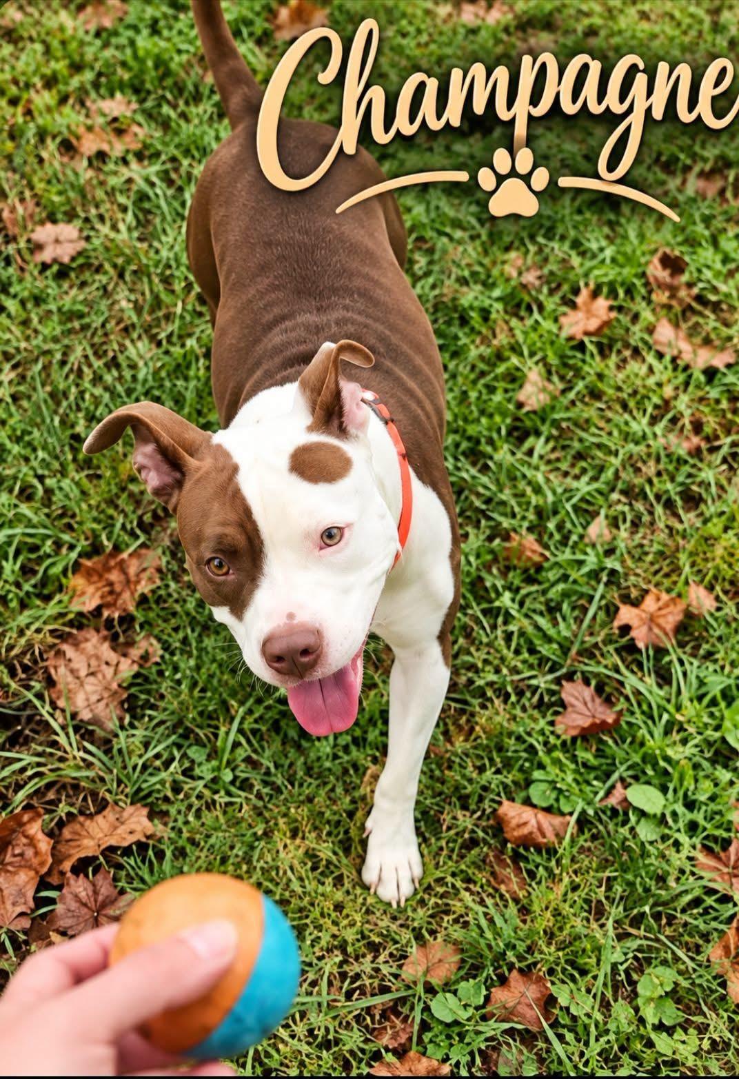Champagne, Adoptable, Adult Female Terrier.