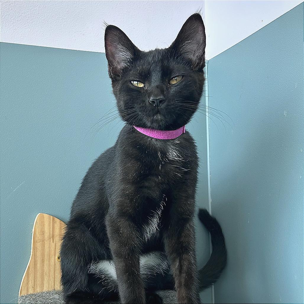 Enlarge Dink, a Adoptable Domestic Short Hair in Hannibal, MO image 1/6