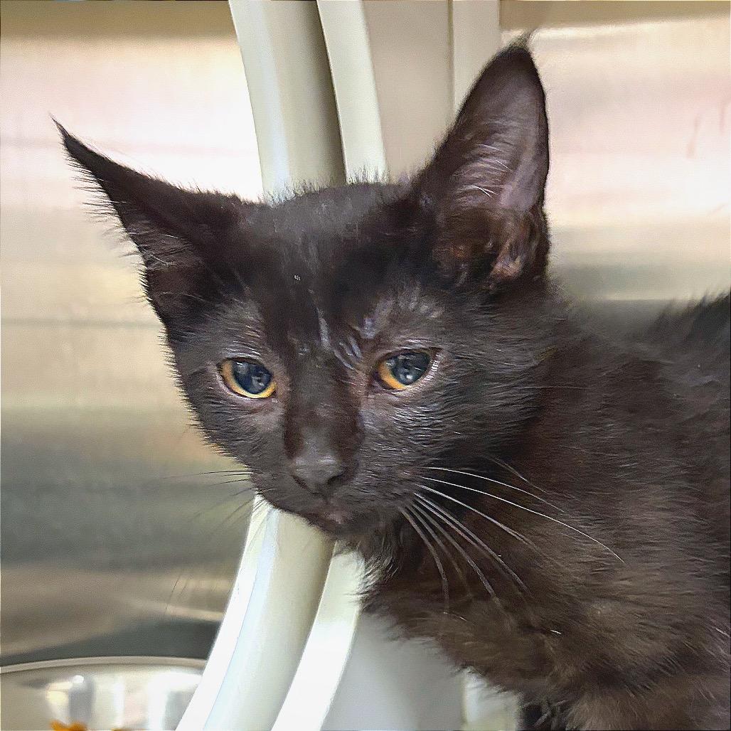 Enlarge Dink, a Adoptable Domestic Short Hair in Hannibal, MO image 2/6