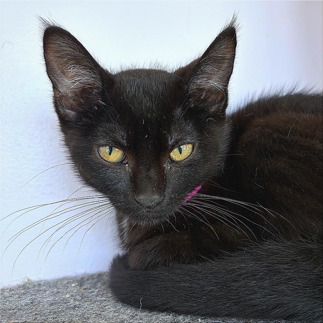 Enlarge Dink, a Adoptable Domestic Short Hair in Hannibal, MO image 3/6