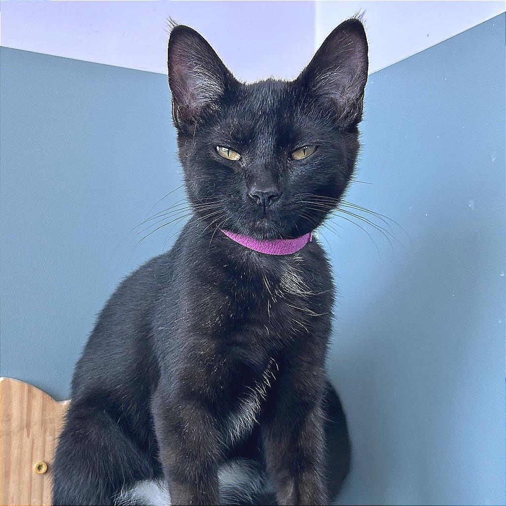 Enlarge Dink, a Adoptable Domestic Short Hair in Hannibal, MO image 4/6