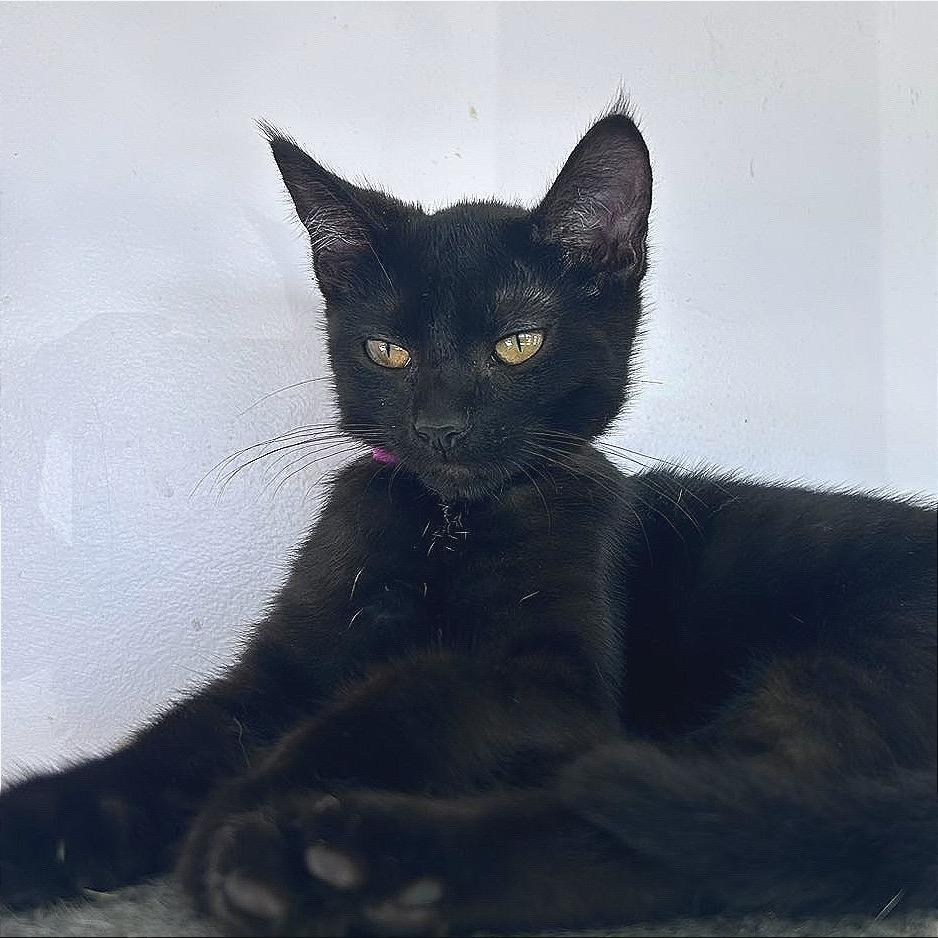 Enlarge Dink, a Adoptable Domestic Short Hair in Hannibal, MO image 5/6