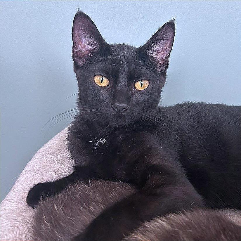 Enlarge Dink, a Adoptable Domestic Short Hair in Hannibal, MO image 6/6