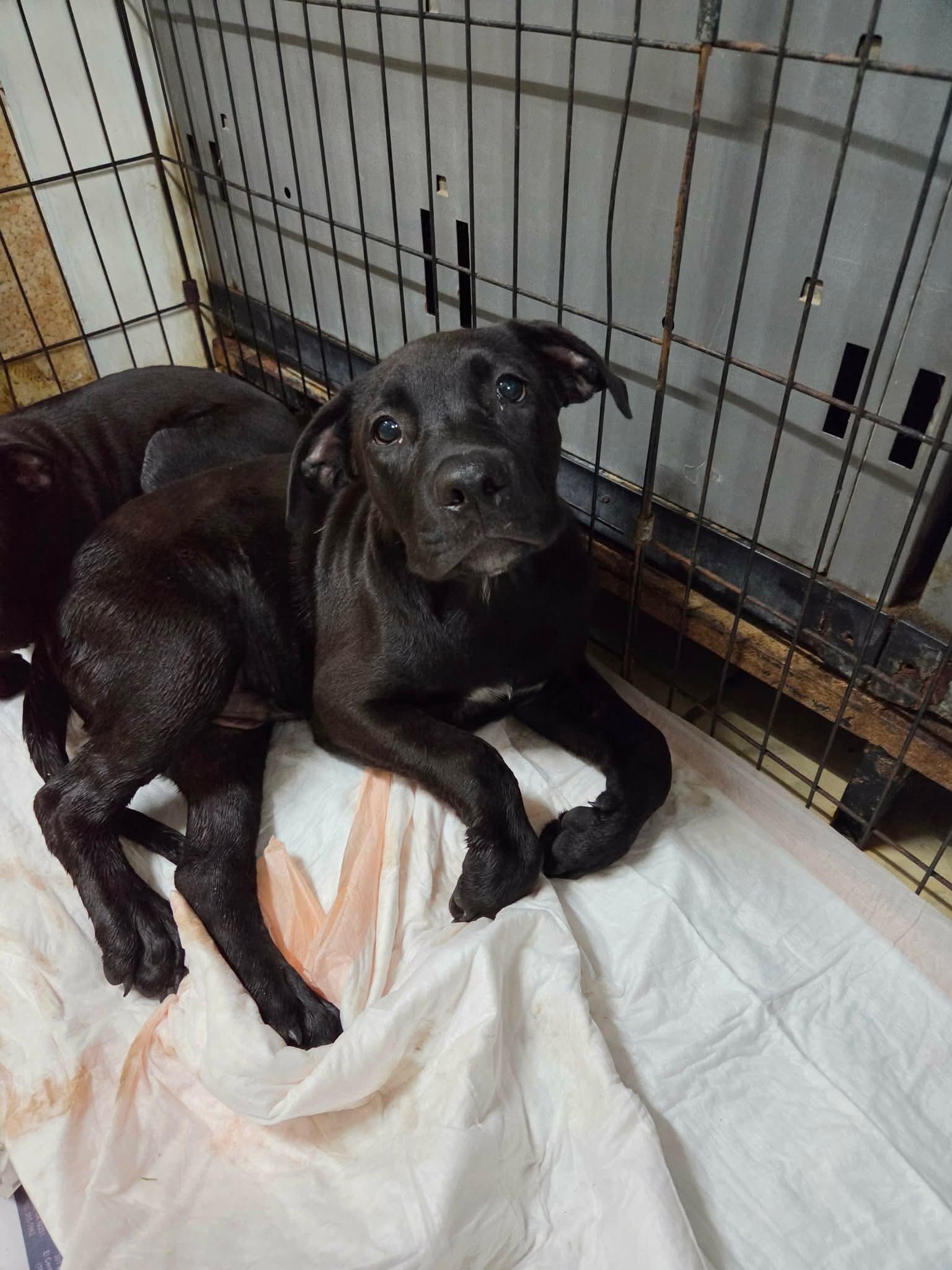 Bryan, Adoptable, Puppy Male Labrador Retriever & Pit Bull Terrier.