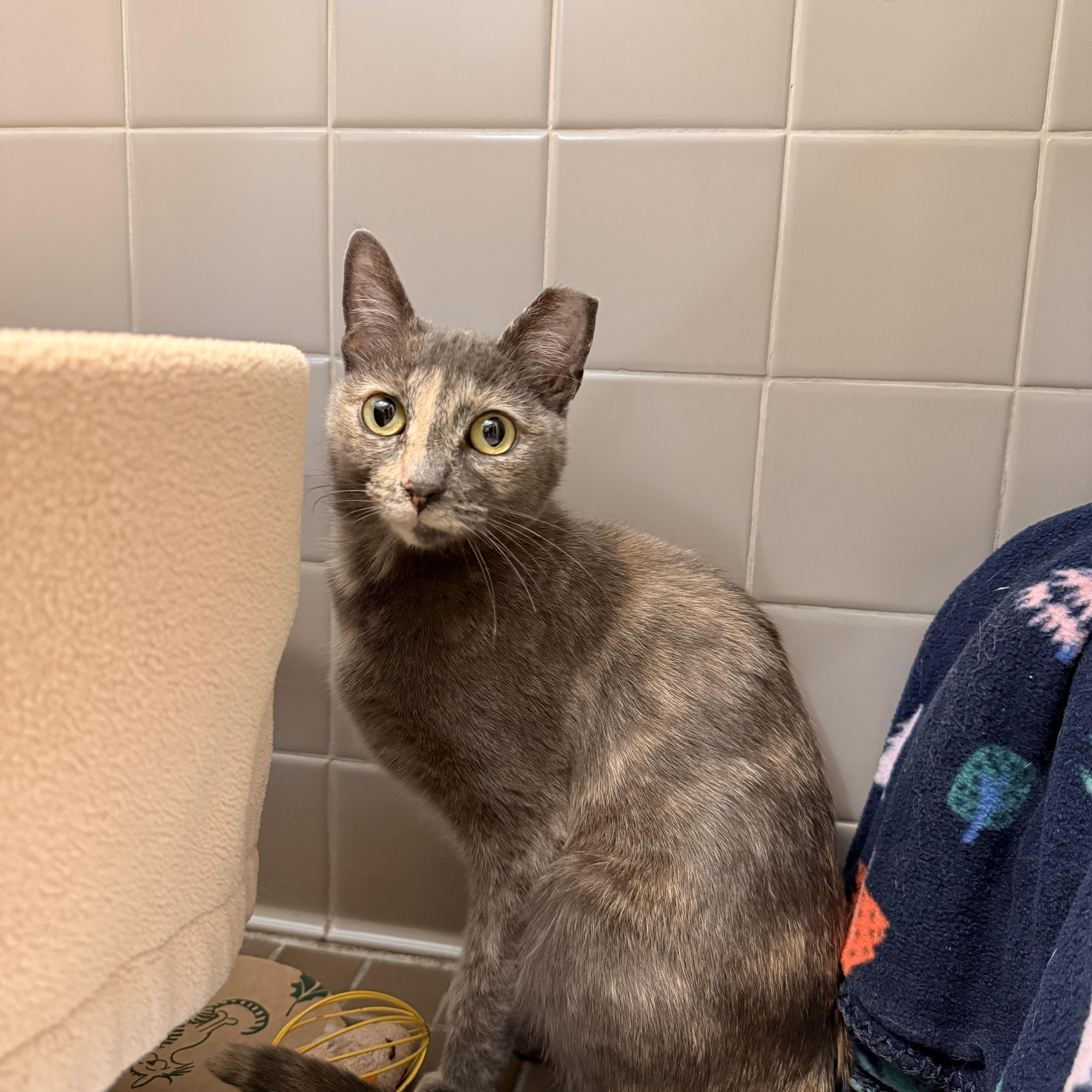 Jules, an adopted Domestic Short Hair in Truckee, CA image 2/4