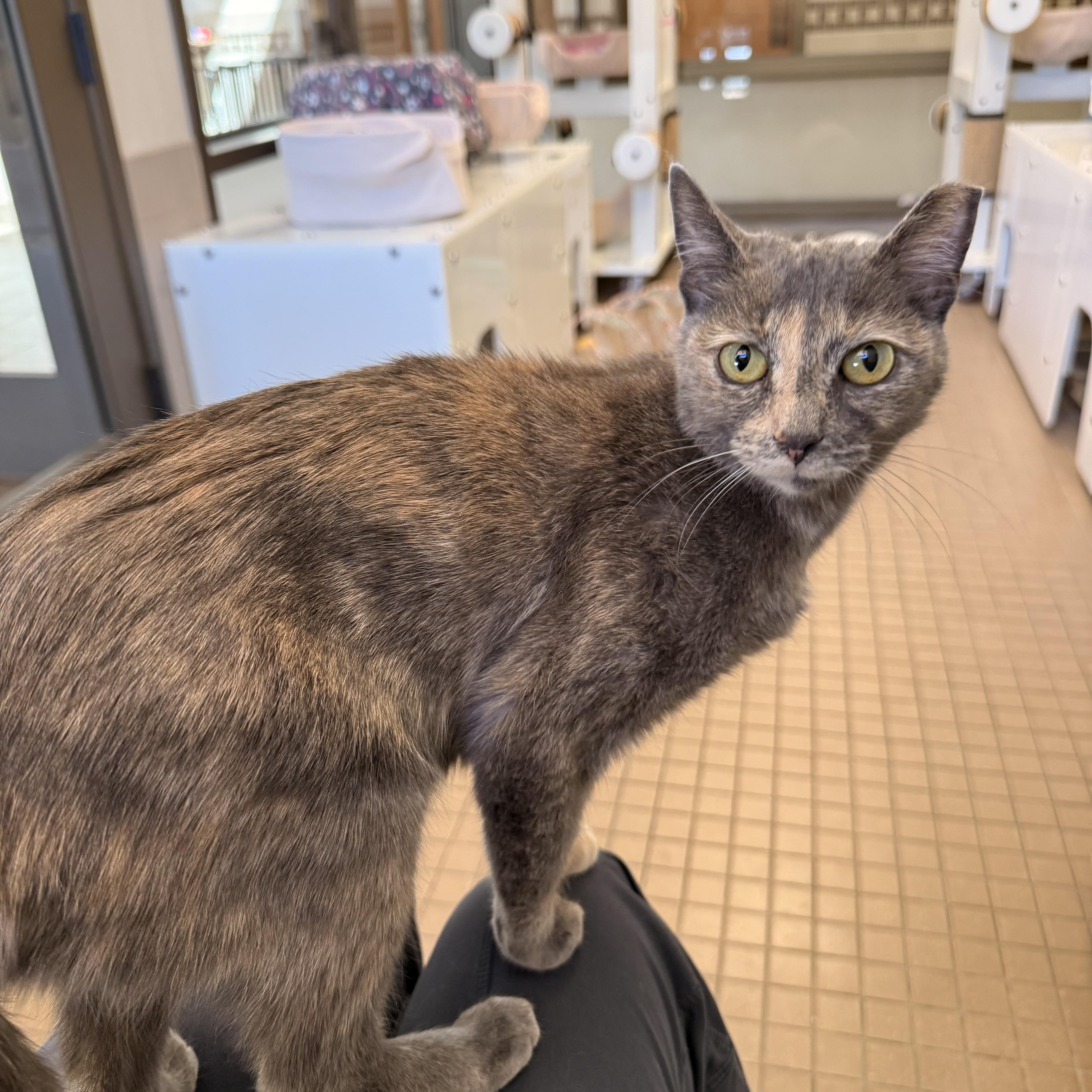 Jules, adopted, Young Female Domestic Short Hair.