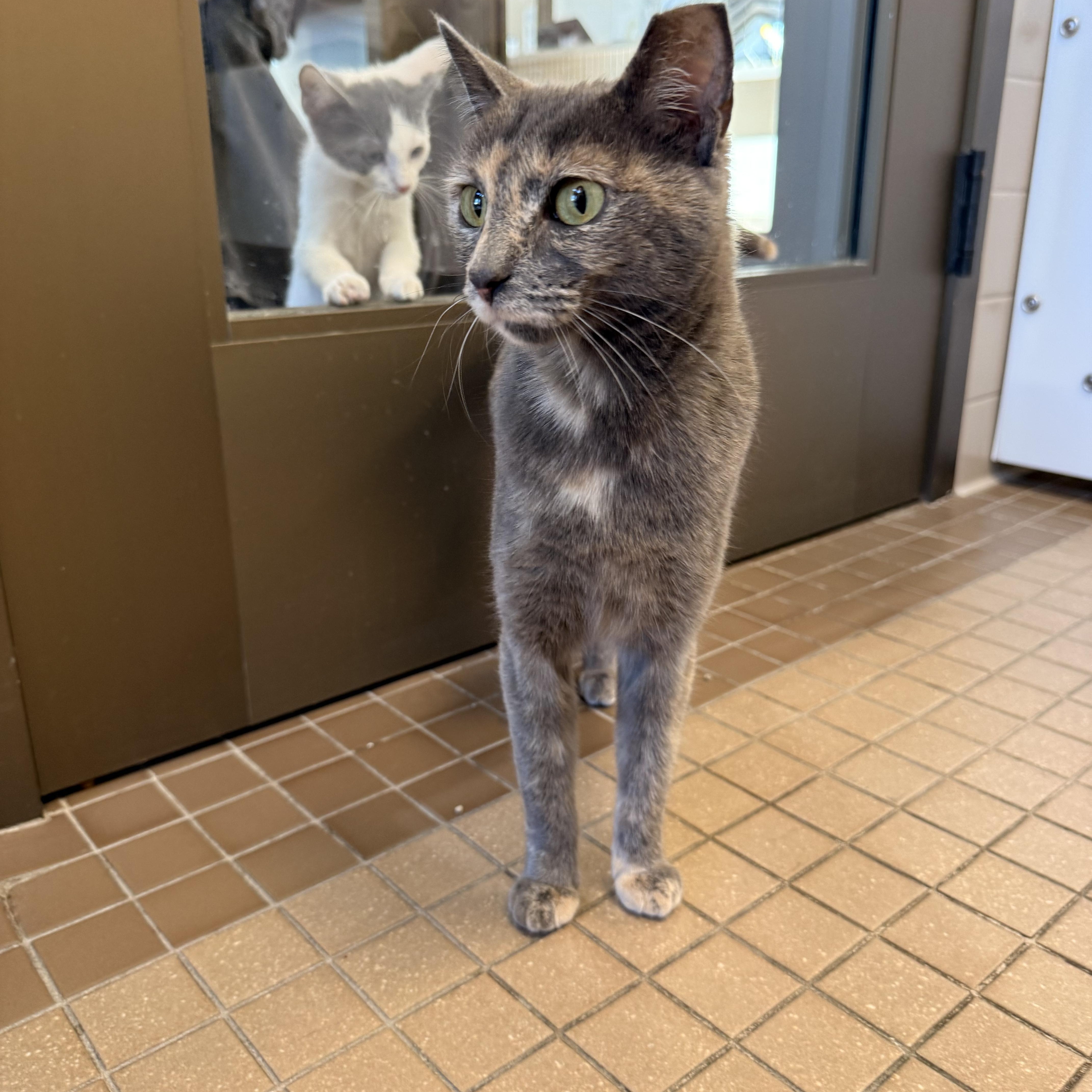 Jules, an adopted Domestic Short Hair in Truckee, CA image 3/4