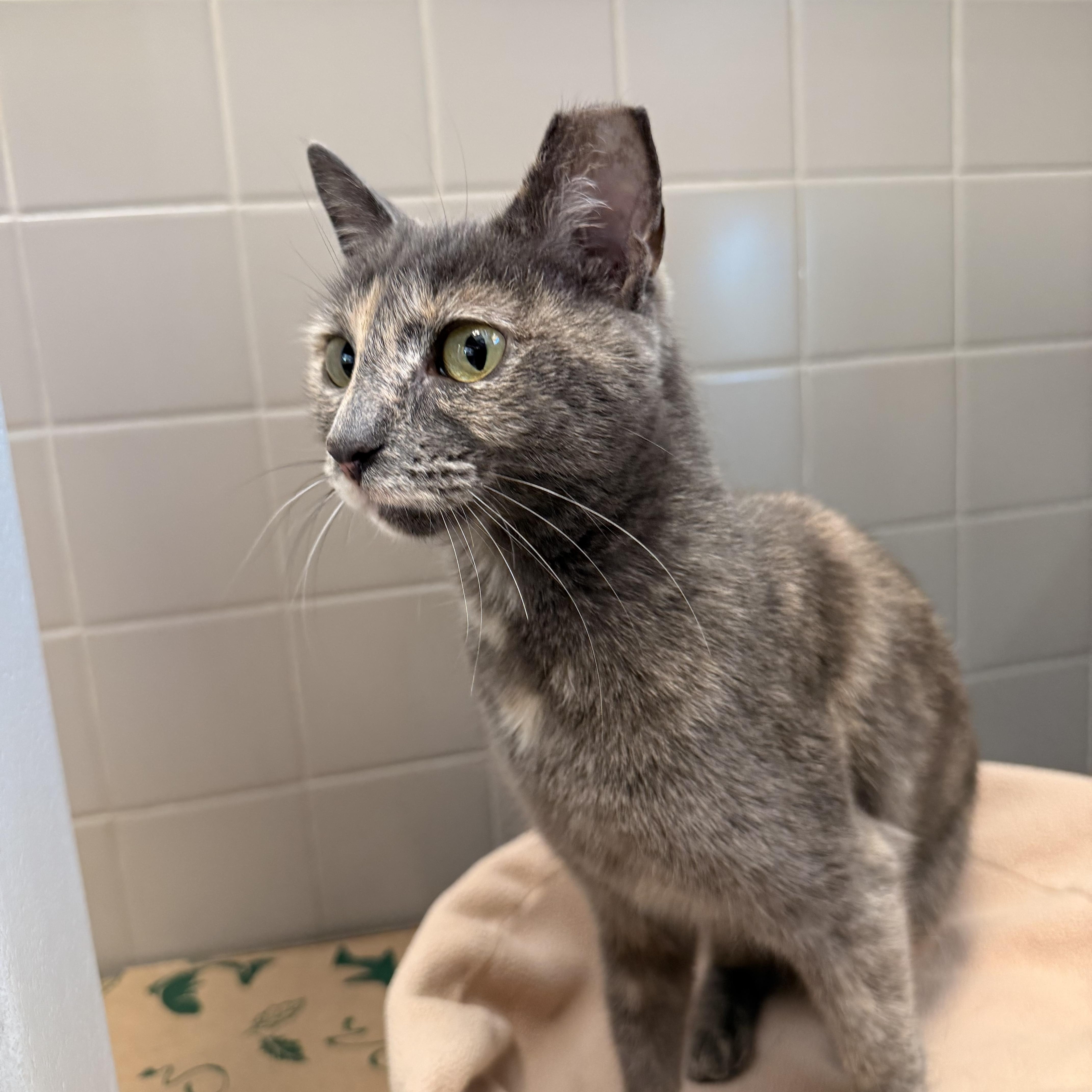 Jules, an adopted Domestic Short Hair in Truckee, CA image 4/4