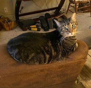 Enlarge Melinda, a ADOPTABLE mixed breed in Richardson, TX image 1/2