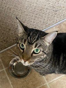 Enlarge Melinda, a ADOPTABLE mixed breed in Richardson, TX image 2/2