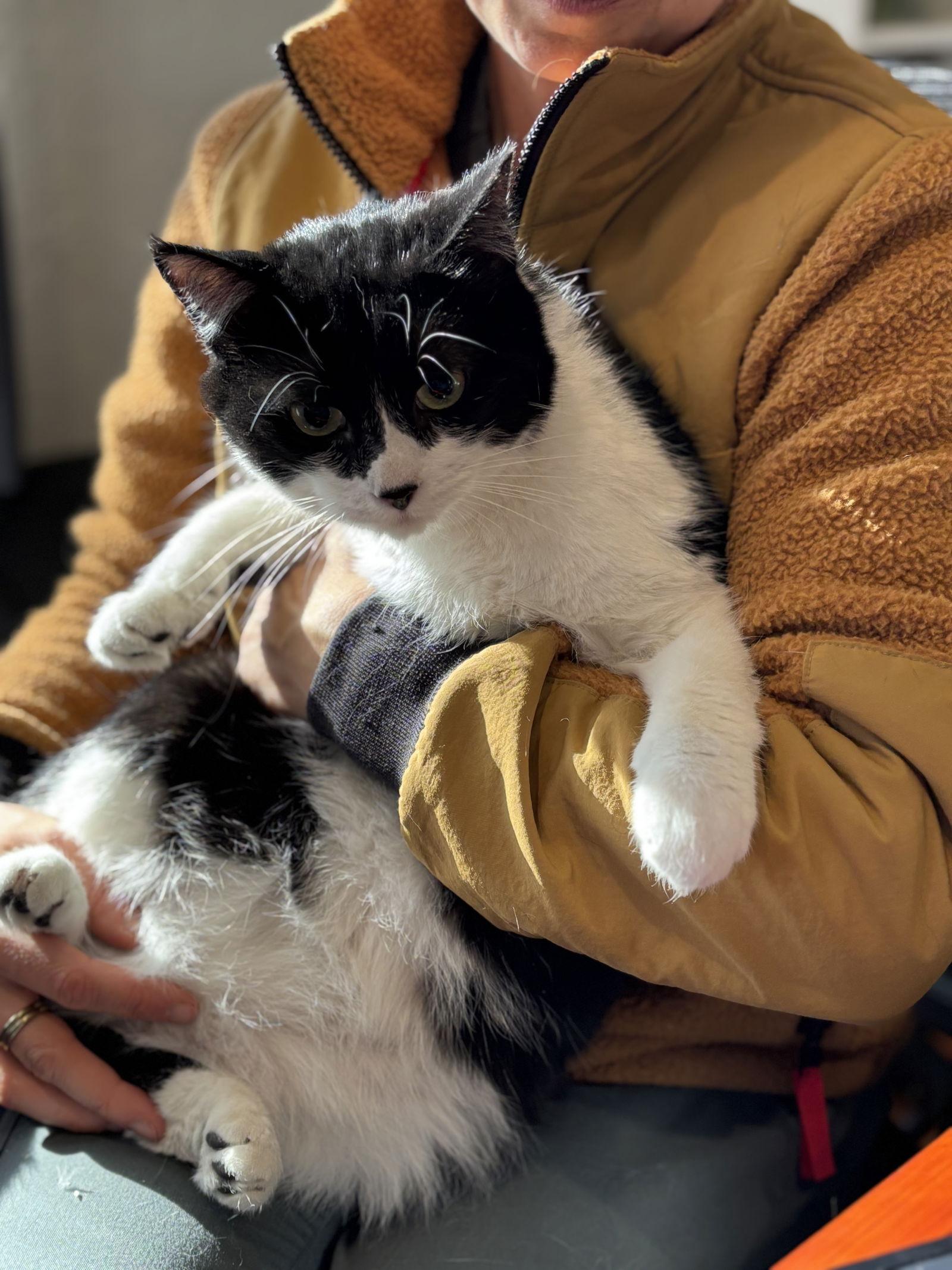 Toonces, a Adopted Domestic Short Hair in Fort Collins, CO image 1/2