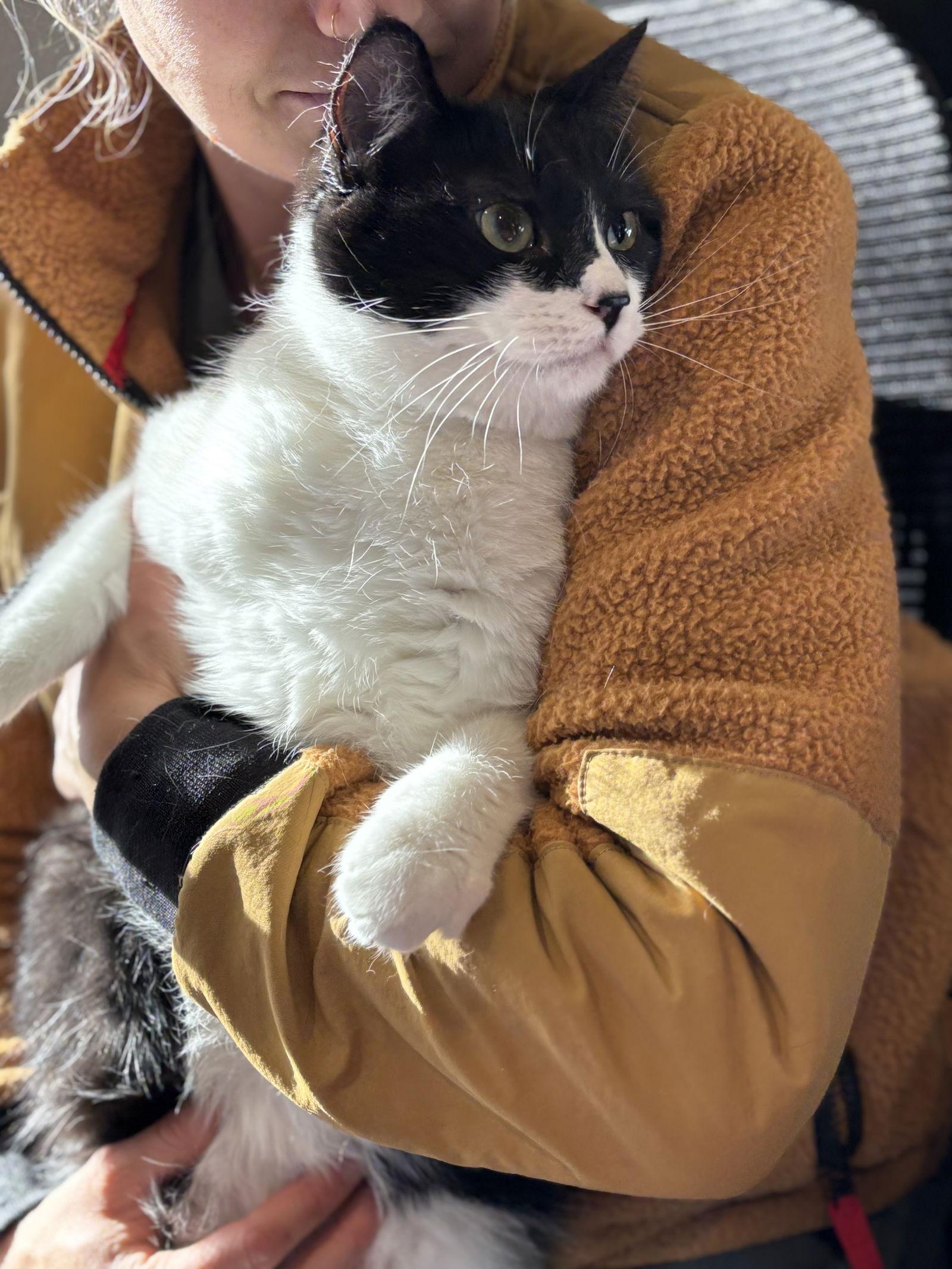 Toonces, a Adopted Domestic Short Hair in Fort Collins, CO image 2/2