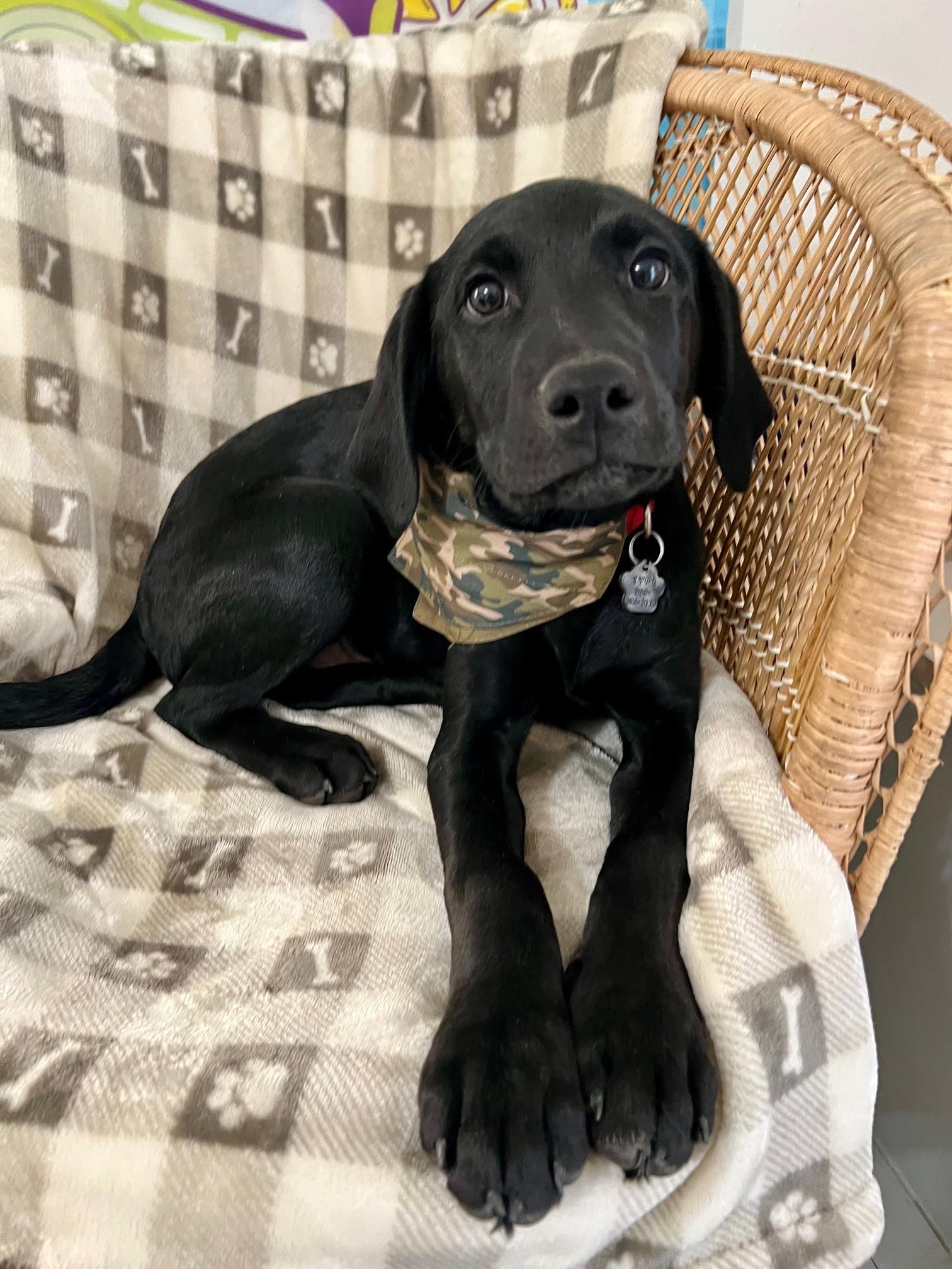 Enlarge Blue, an adopted Black Labrador Retriever in Yakima, WA image 2/5