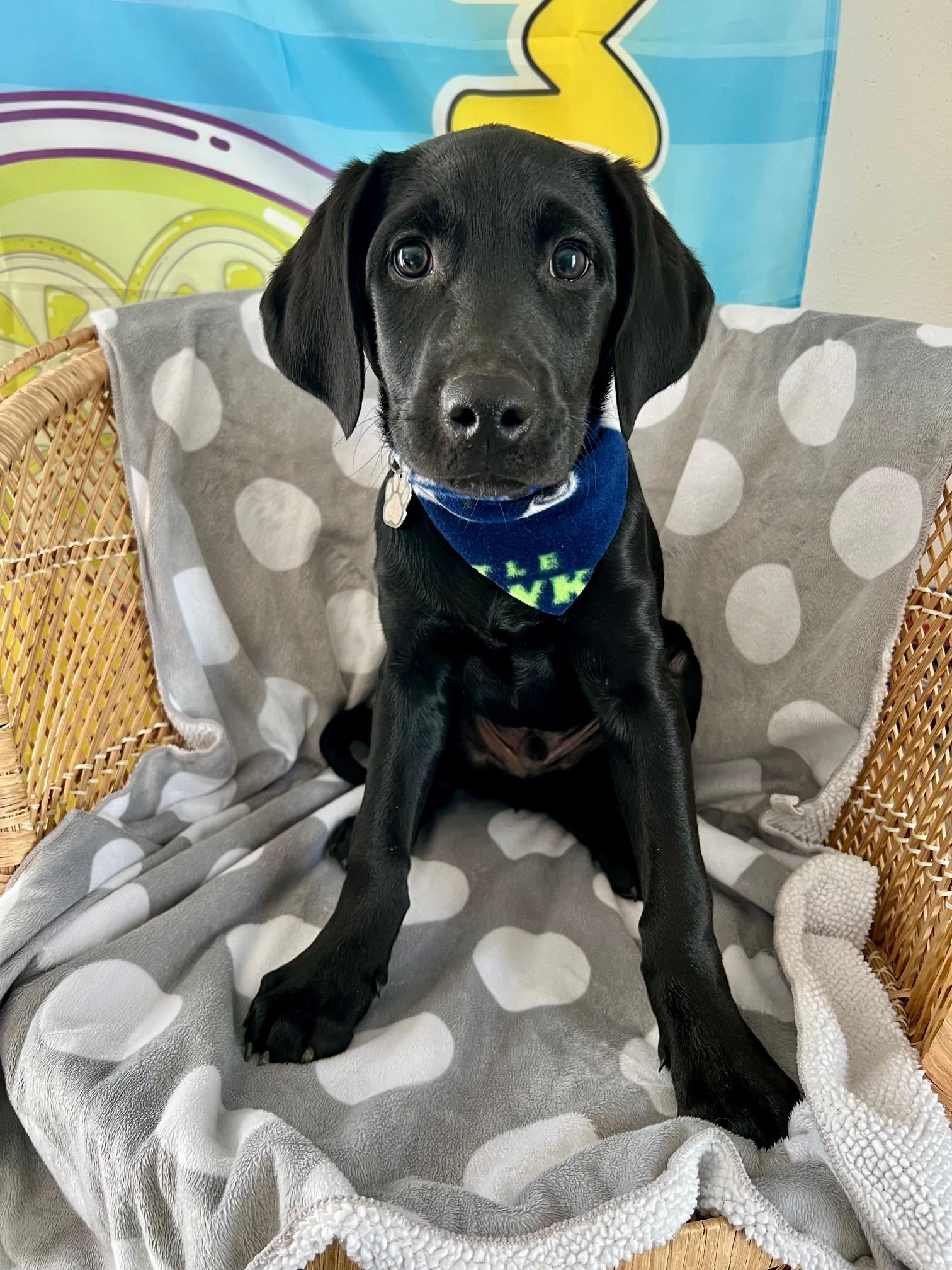 Enlarge Blue, an adopted Black Labrador Retriever in Yakima, WA image 1/5