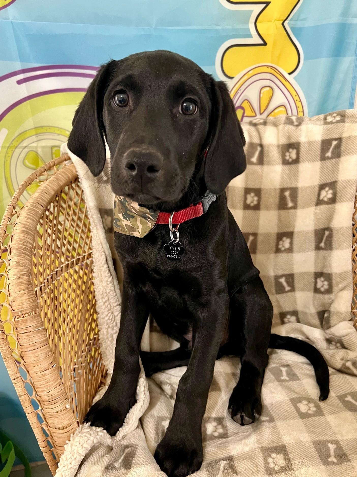Enlarge Blue, an adopted Black Labrador Retriever in Yakima, WA image 3/5