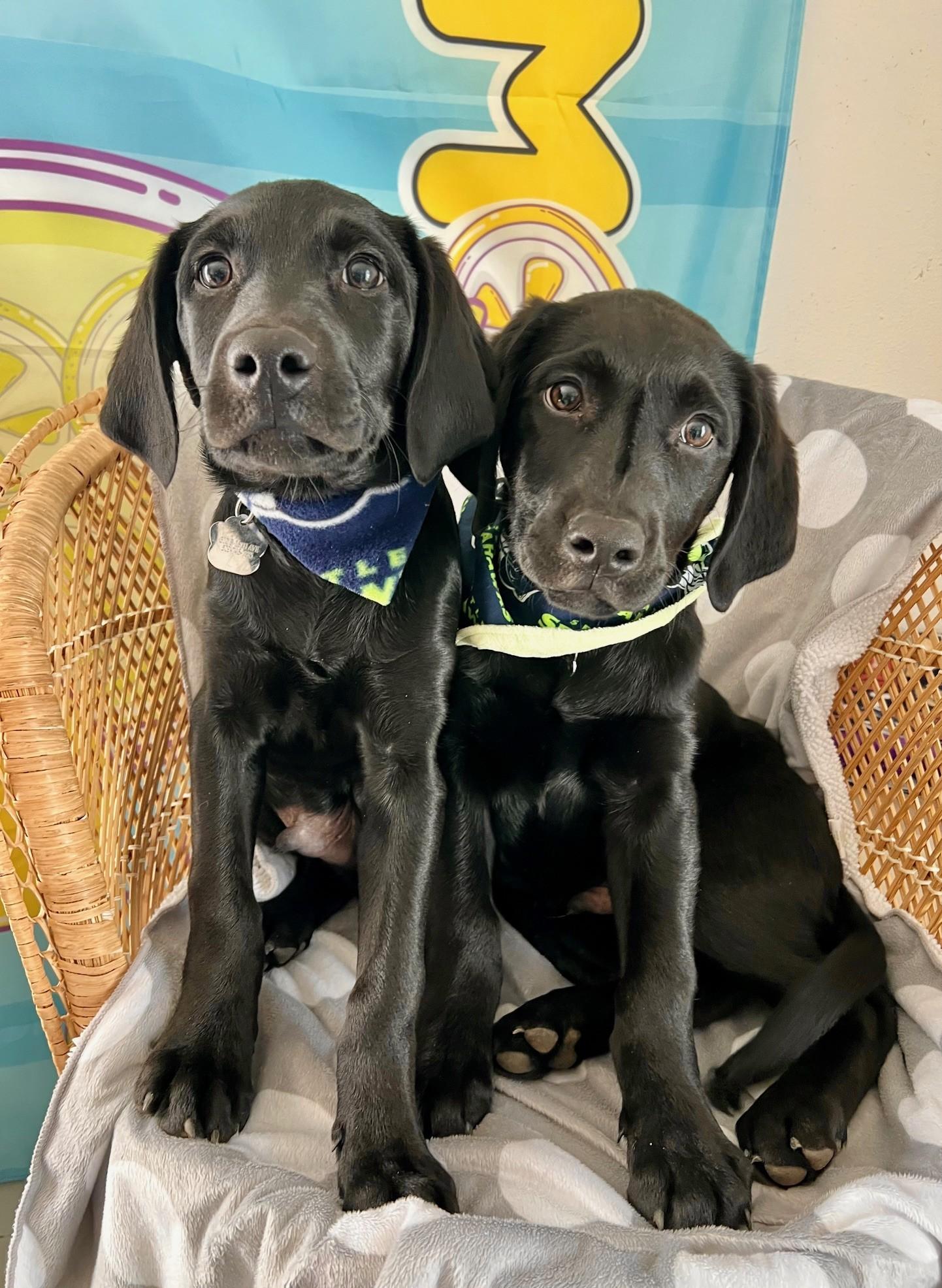 Enlarge Blue, an adopted Black Labrador Retriever in Yakima, WA image 5/5