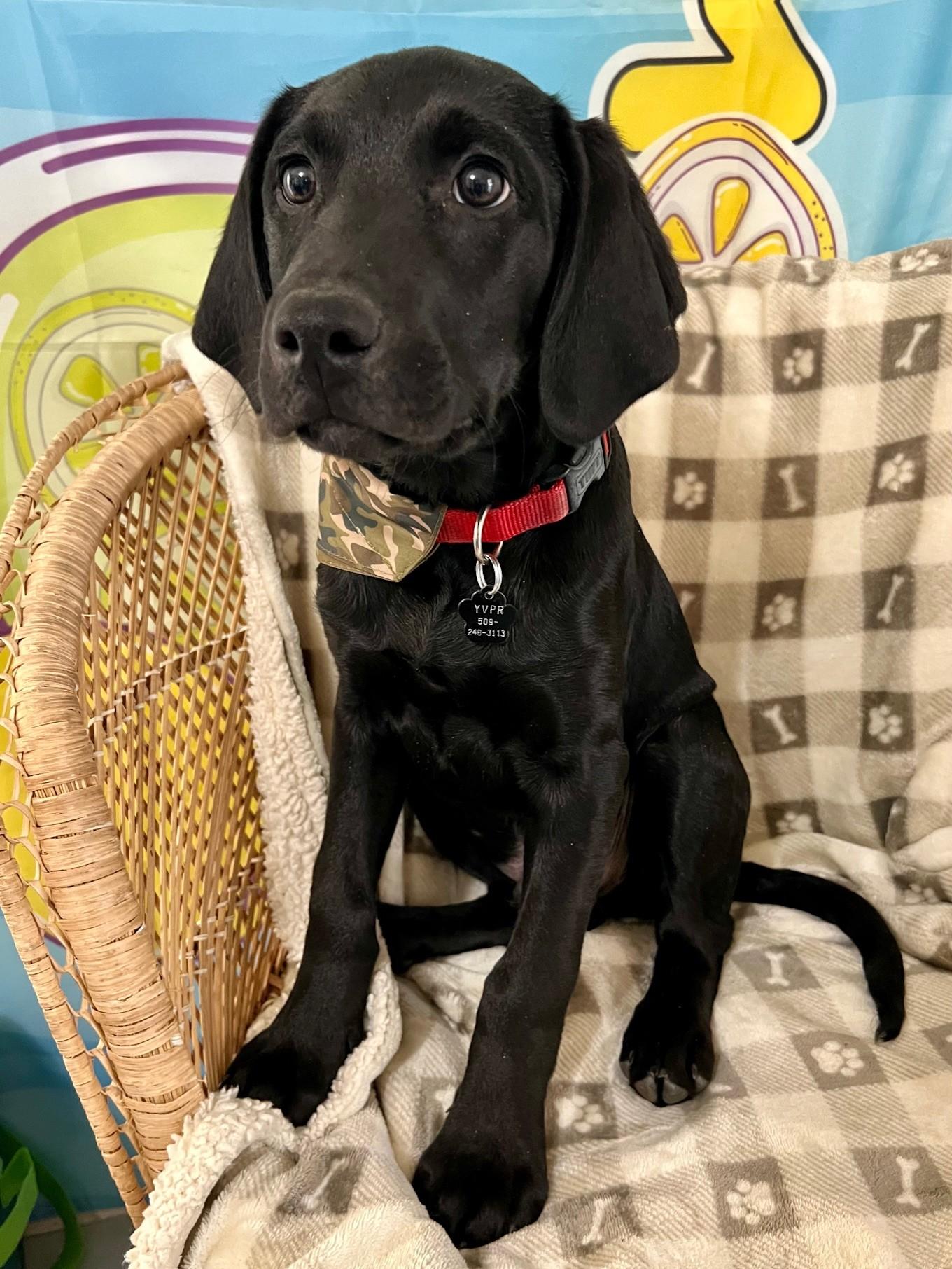 Enlarge Blue, an adopted Black Labrador Retriever in Yakima, WA image 4/5