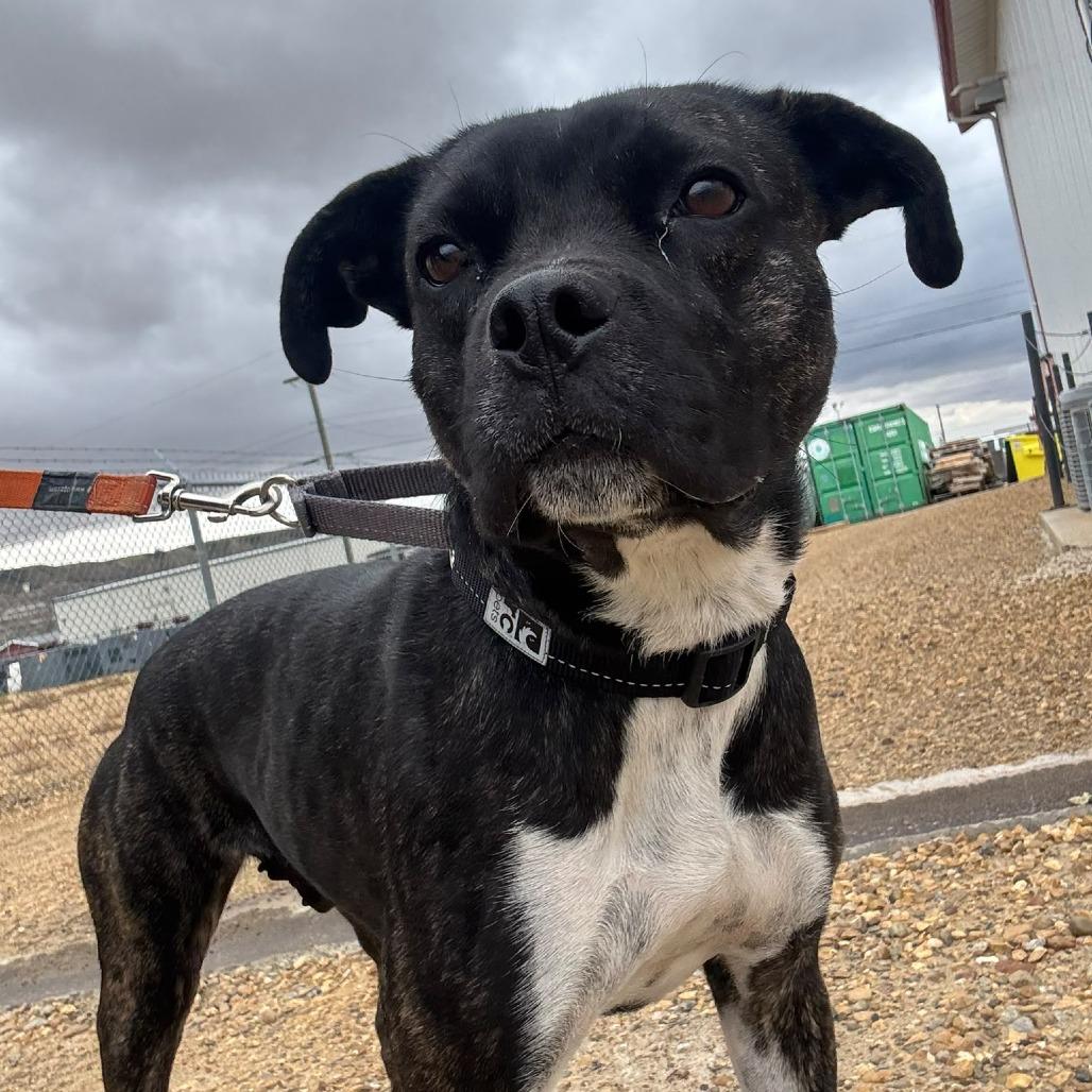 MJ, Adoptable, Adult Female Boxer & Staffordshire Bull Terrier.
