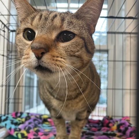 Enlarge Chester and Gabriel, a ADOPTABLE Domestic Short Hair in Attleboro, MA image 2/3