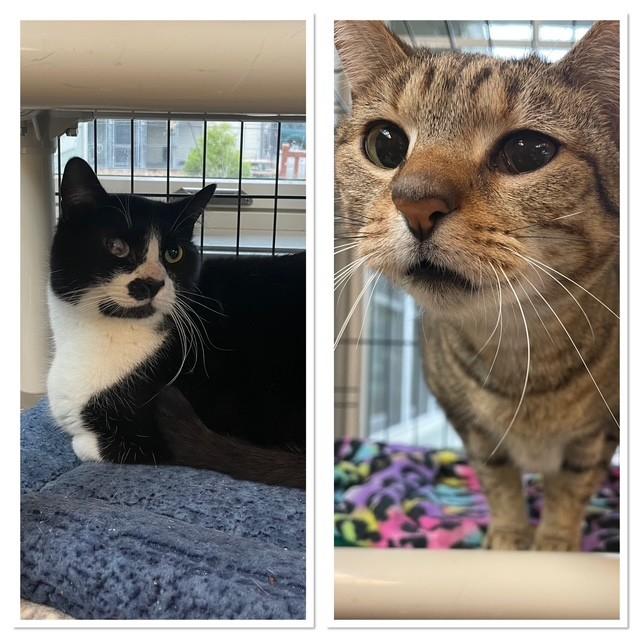 Enlarge Chester and Gabriel, a ADOPTABLE Domestic Short Hair in Attleboro, MA image 1/3