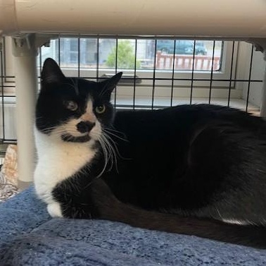 Enlarge Chester and Gabriel, a ADOPTABLE Domestic Short Hair in Attleboro, MA image 3/3