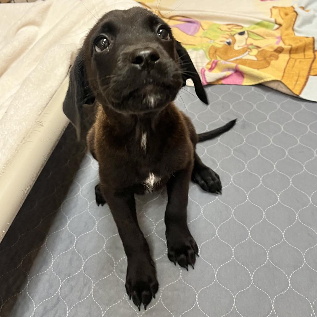 Enlarge Mimosa 54627, a Adoptable mixed breed in Las Vegas, NV image 2/2