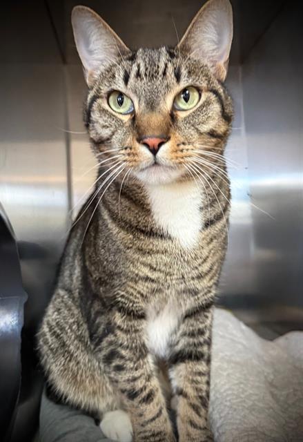 Enlarge MITTENS, a Adoptable Domestic Short Hair in Santa Cruz, CA image 1/1