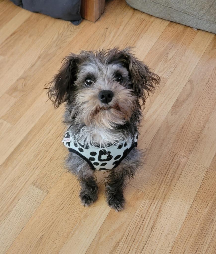 Enlarge Stormy, a Adopted Terrier in Manhattan Beach, CA image 1/1