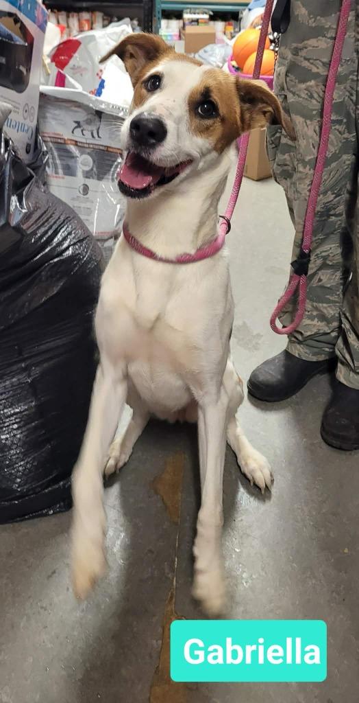 Enlarge Gabriella, a Adoptable mixed breed in Richmond, IN image 1/3