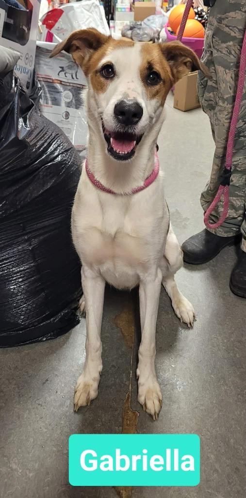 Enlarge Gabriella, a Adoptable mixed breed in Richmond, IN image 2/3