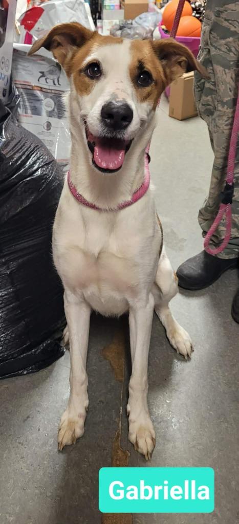 Enlarge Gabriella, a Adoptable mixed breed in Richmond, IN image 3/3