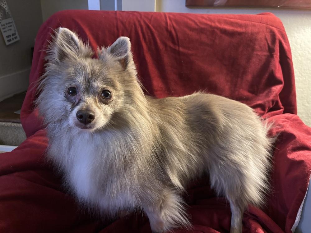 Lucy, Adoptable, Adult Female Pomeranian.