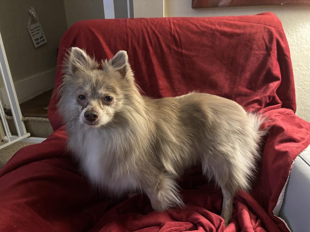 Enlarge Lucy, a Adoptable Pomeranian in Jefferson Hills, PA image 2/4