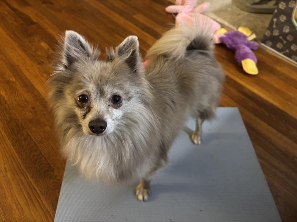 Enlarge Lucy, a Adoptable Pomeranian in Jefferson Hills, PA image 3/4
