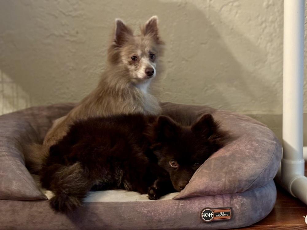 Enlarge Lucy, a Adoptable Pomeranian in Jefferson Hills, PA image 4/4