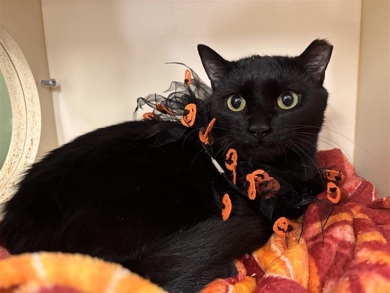 Nelson, a Adoptable Domestic Short Hair image 3/5