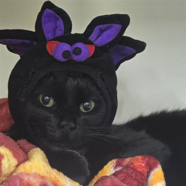 Nelson, a Adoptable Domestic Short Hair image 1/5