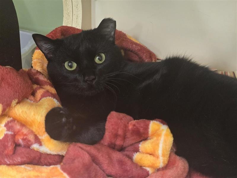 Nelson, a Adoptable Domestic Short Hair image 2/5