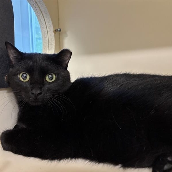 Nelson, a Adoptable Domestic Short Hair image 5/5