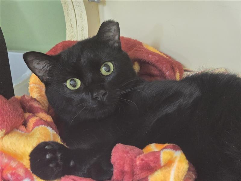 Nelson, a Adoptable Domestic Short Hair image 4/5