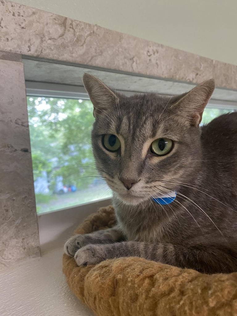 Vincent, Adoptable, Young Male Domestic Short Hair.