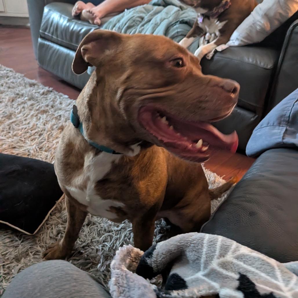 Enlarge Lucky Charms, a Adoptable Pit Bull Terrier in Indianapolis, IN image 1/6