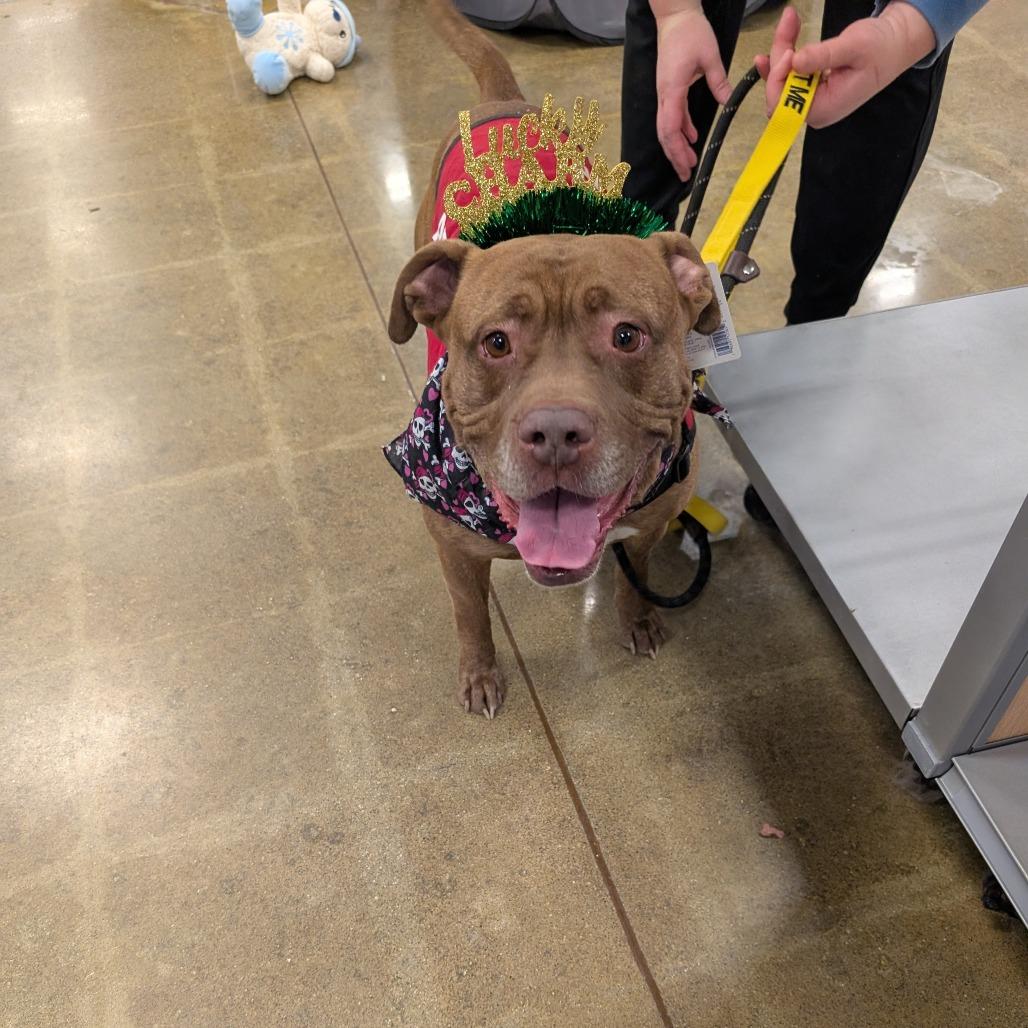 Enlarge Lucky Charms, a Adoptable Pit Bull Terrier in Indianapolis, IN image 2/6