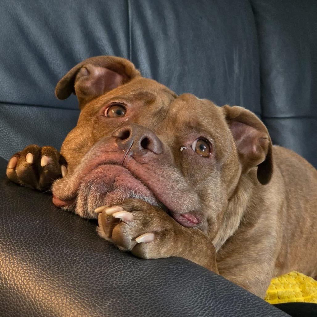 Enlarge Lucky Charms, a Adoptable Pit Bull Terrier in Indianapolis, IN image 3/6