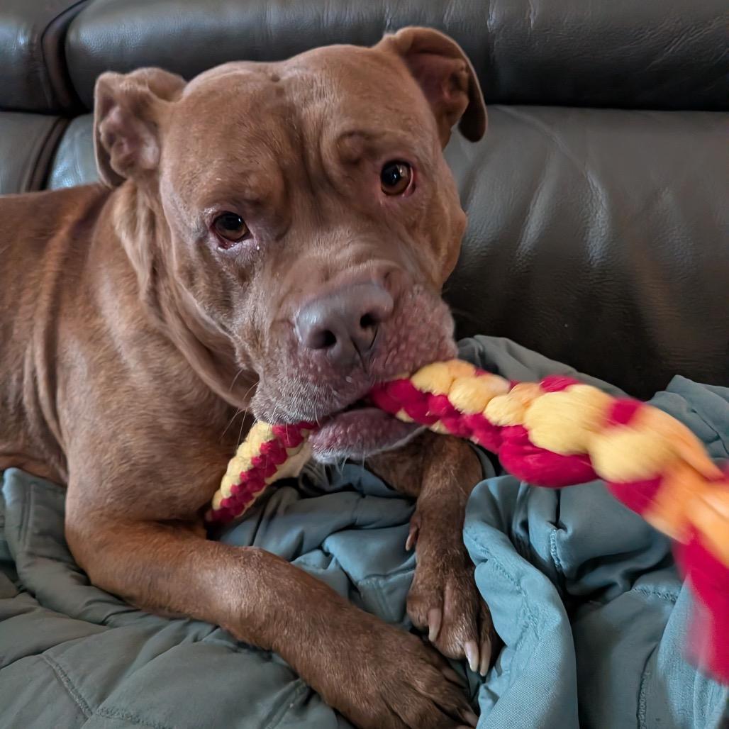 Enlarge Lucky Charms, a Adoptable Pit Bull Terrier in Indianapolis, IN image 4/6