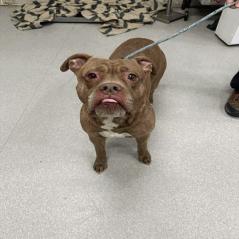 Enlarge Lucky Charms, a Adoptable Pit Bull Terrier in Indianapolis, IN image 5/6