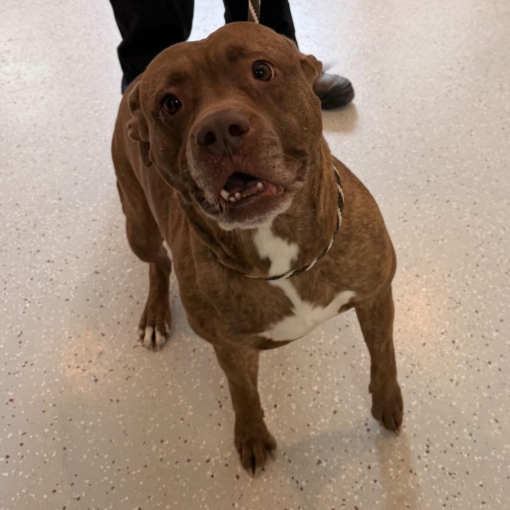 Enlarge Lucky Charms, a Adoptable Pit Bull Terrier in Indianapolis, IN image 6/6