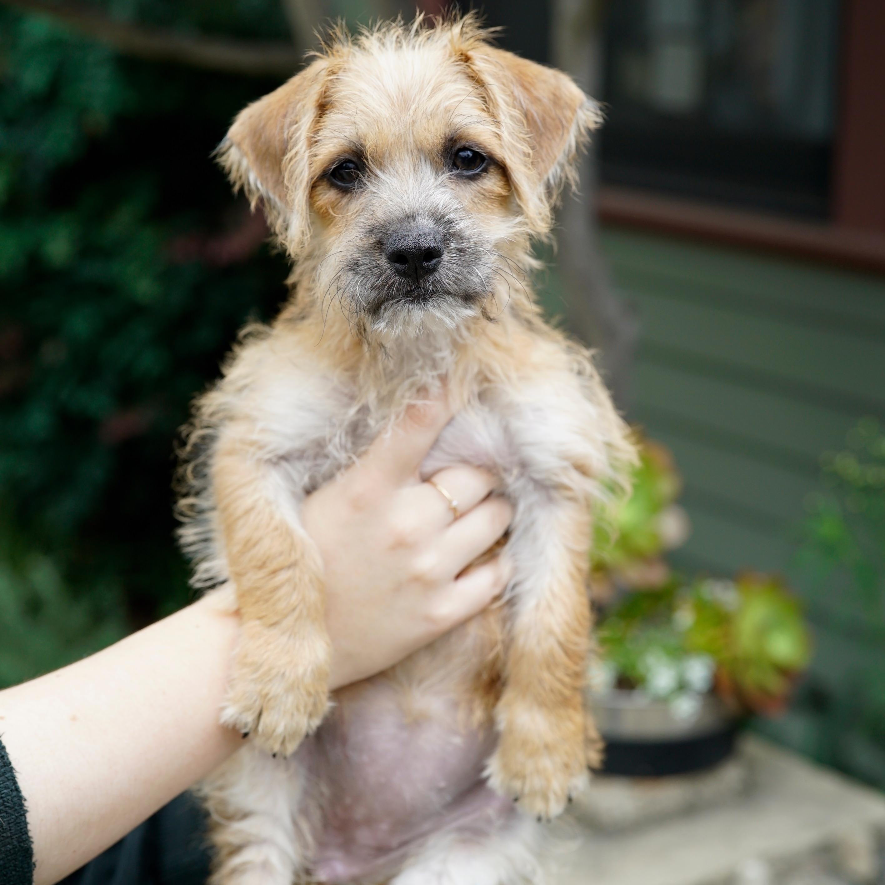 Enlarge Malibu, an adopted mixed breed in Pasadena, CA image 4/6