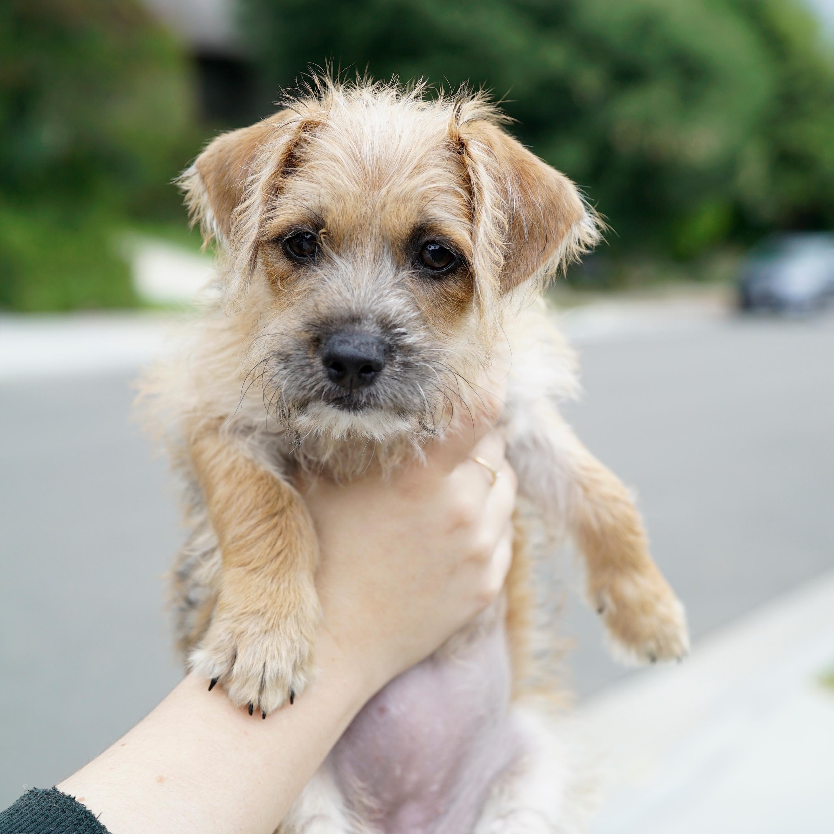 Enlarge Malibu, an adopted mixed breed in Pasadena, CA image 3/6
